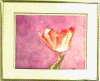 Tulip_Oil_Pastel.gif (30553 bytes)