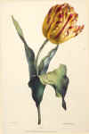 tulip1.jpg (19556 bytes)