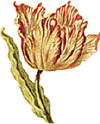 tulip.gif (11271 bytes)